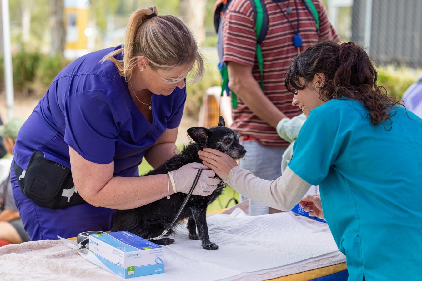 Vet and vet nurse examining small dog
