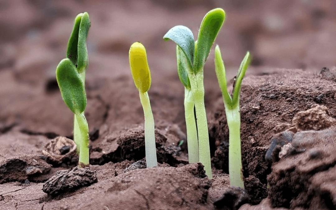 Plantas creciendo