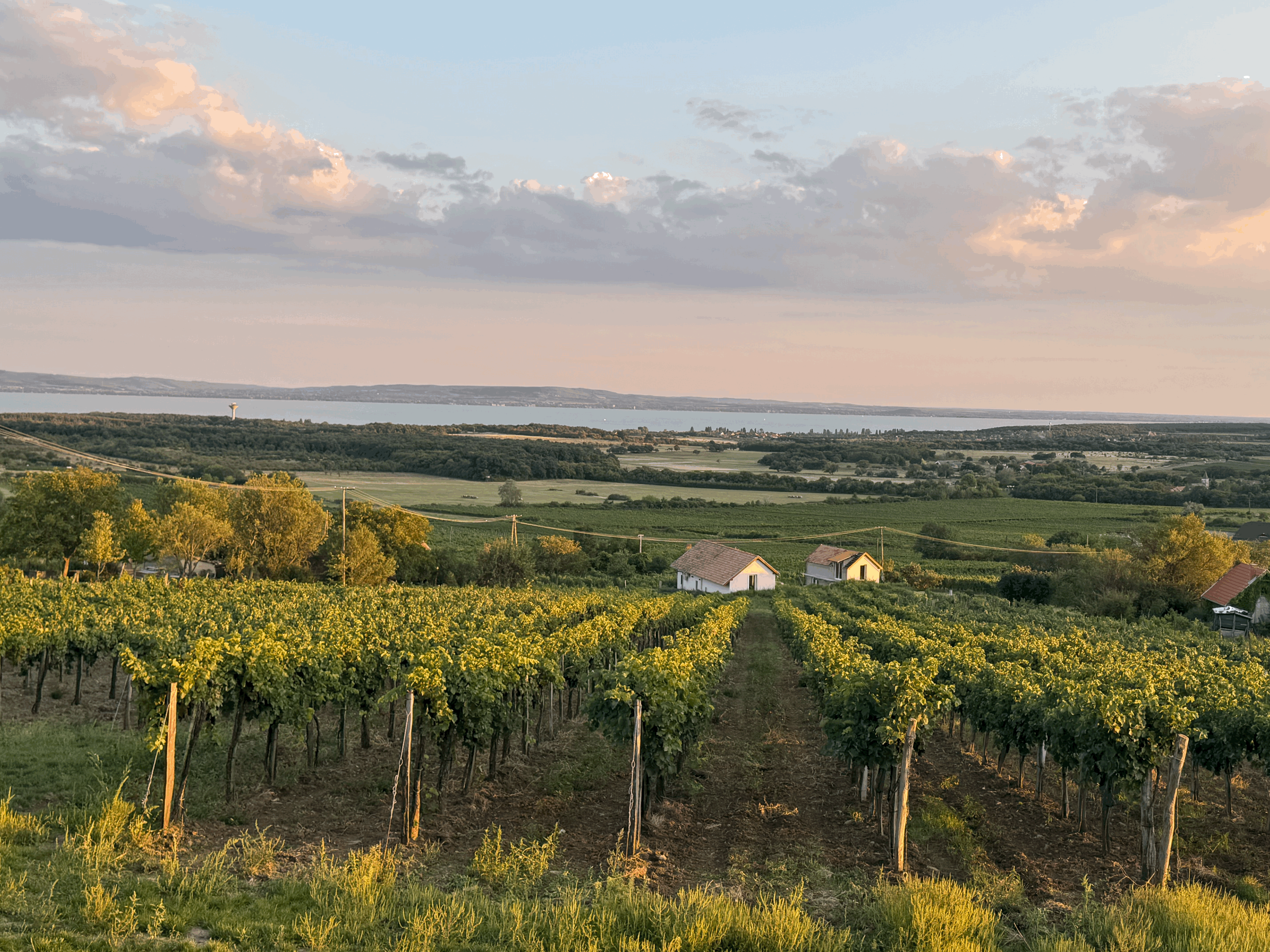 Small family wineries and vineyards overlooking lake Balaton on rich clay, limestone soils producing structured, vibrant wines.
