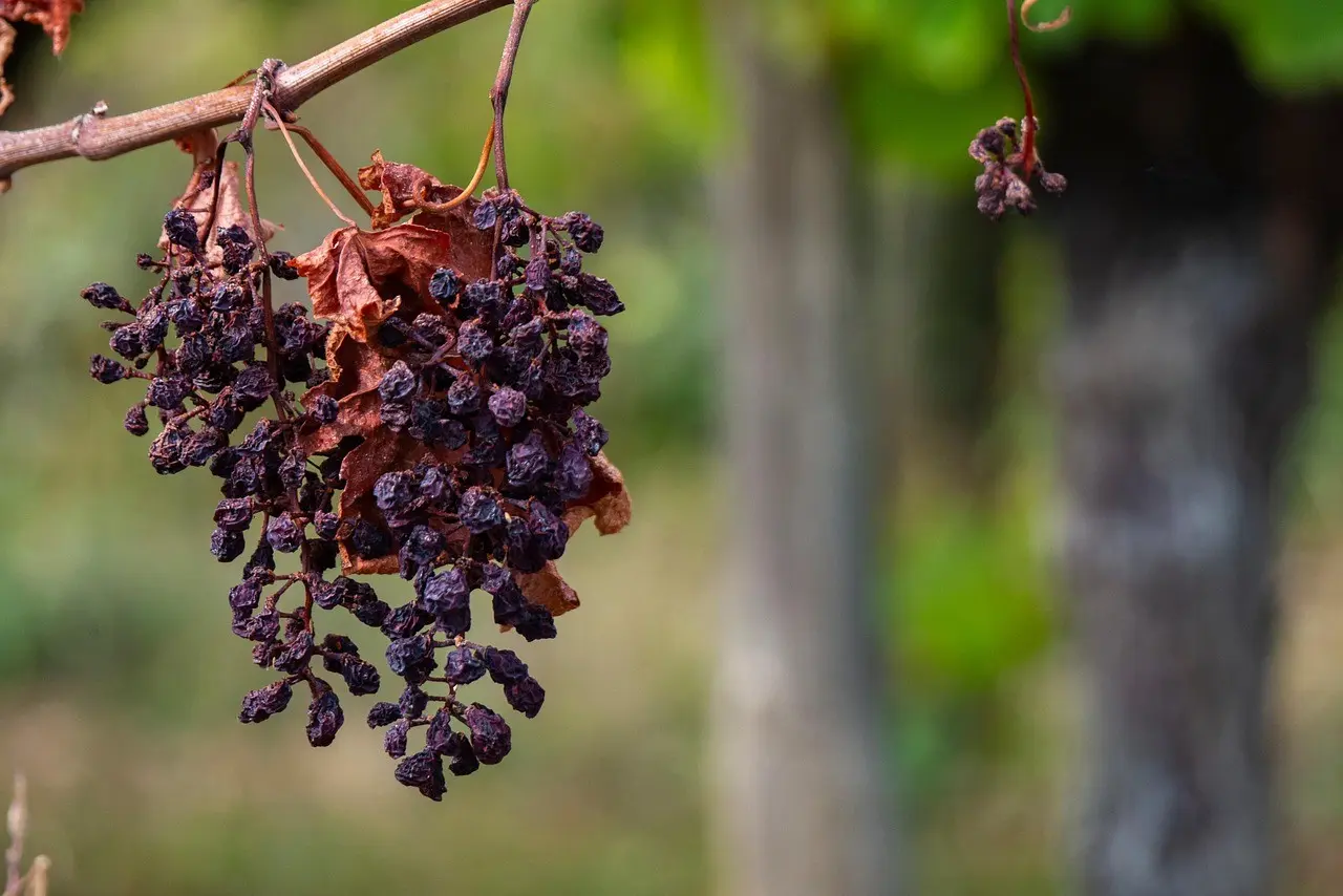 Drought Declared In South — world banner