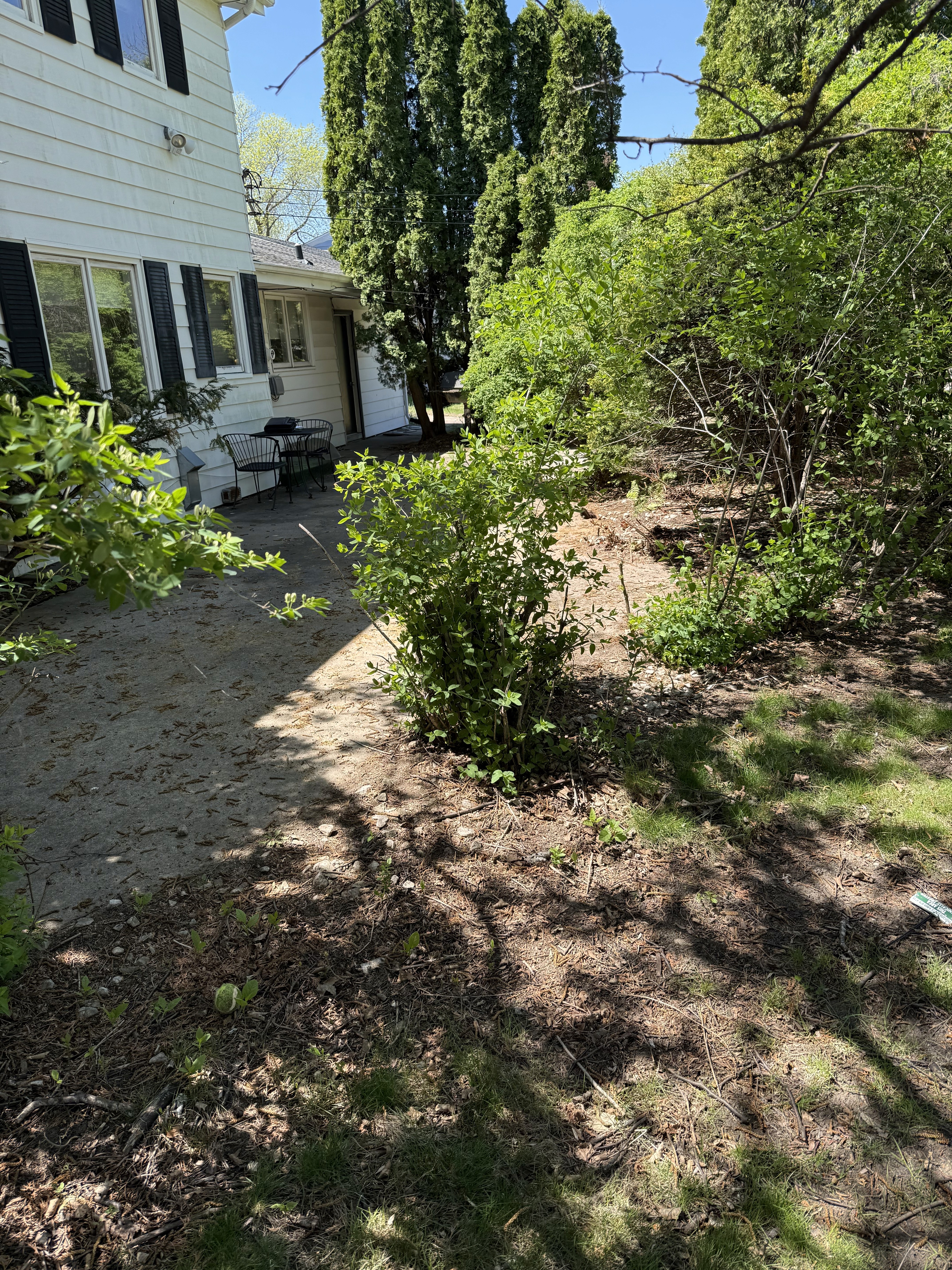 back yard before deck