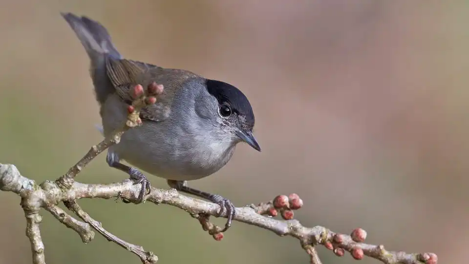 Black-capped bird