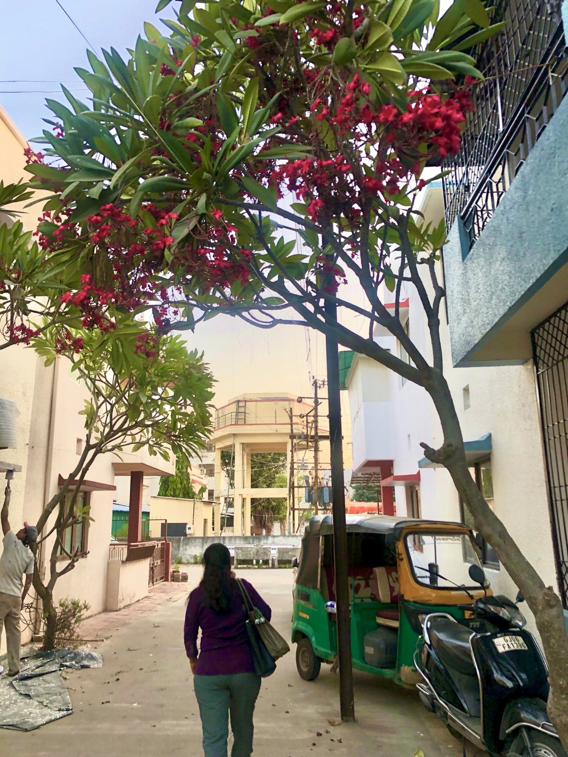 A passing street scene beneath a tree with red foliage. Photograph by Pranjali Shah.