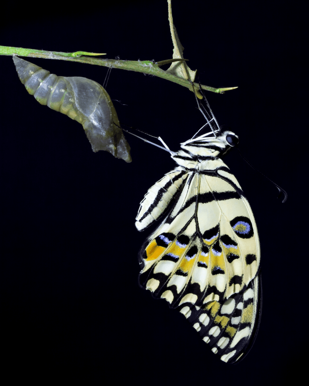 Schmetterling schlüpft aus seiner Puppe