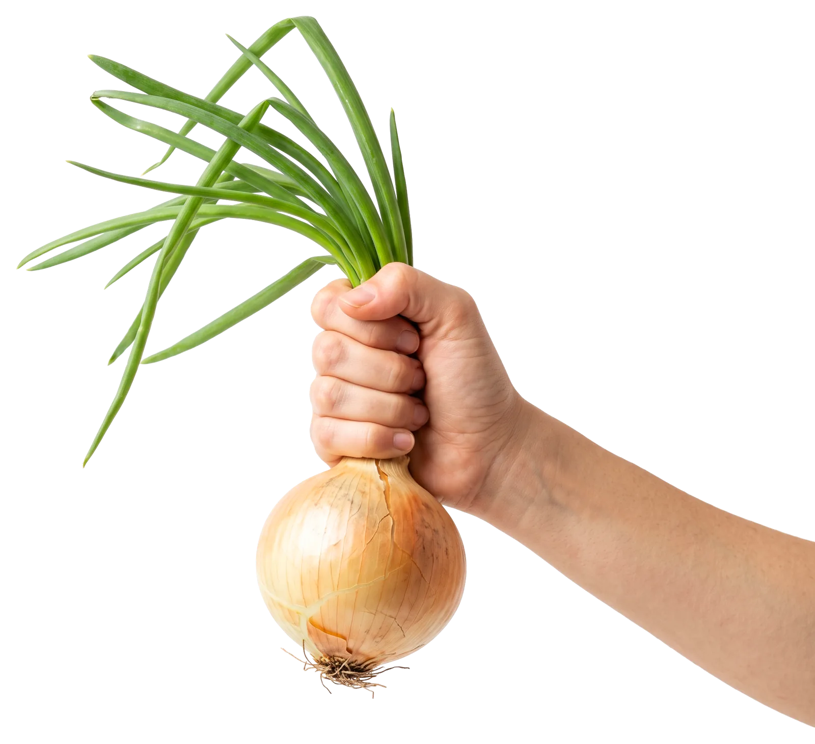Hand holding a yellow onion by its green tops