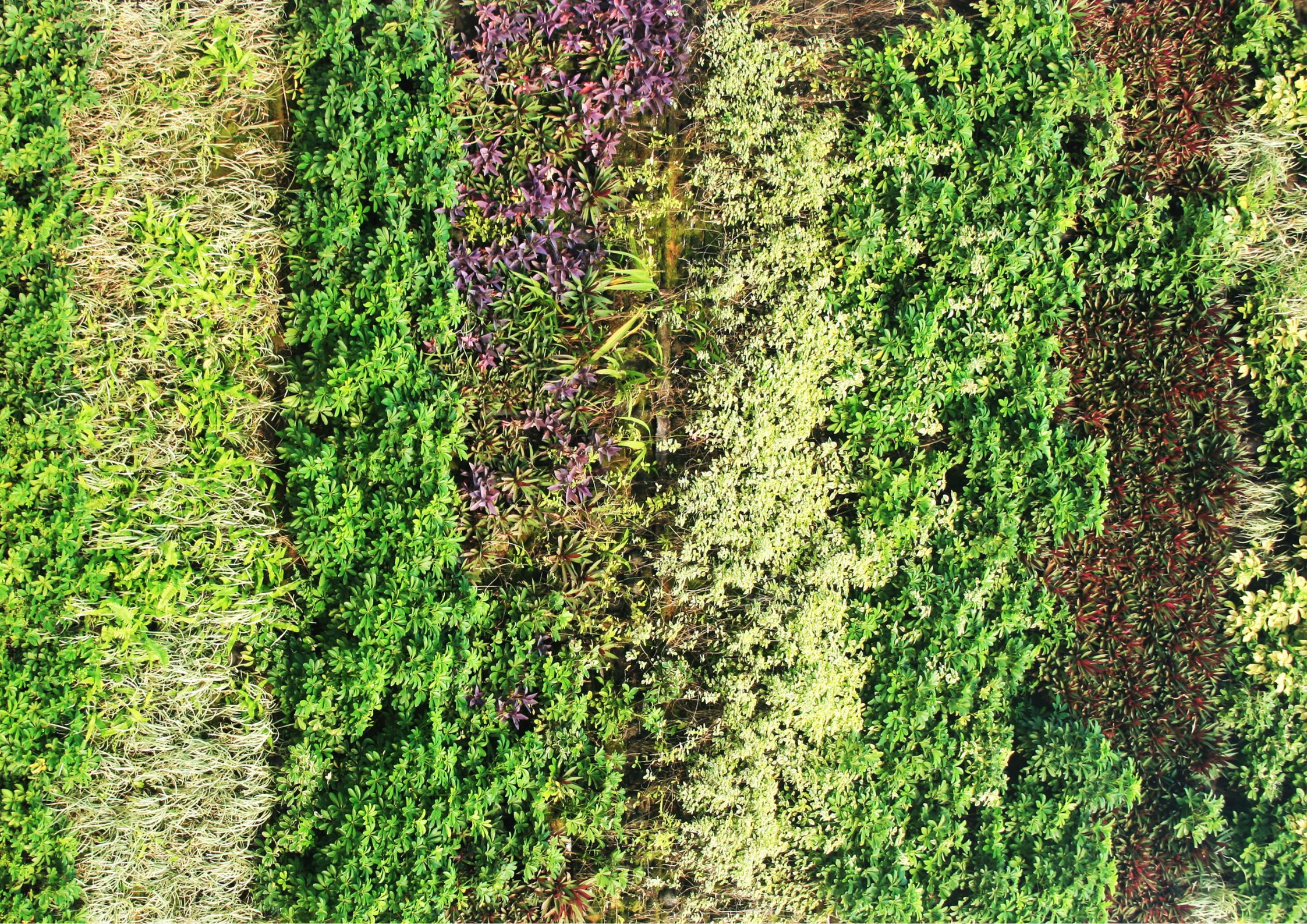 Indoor vertical garden with a variety of green plants