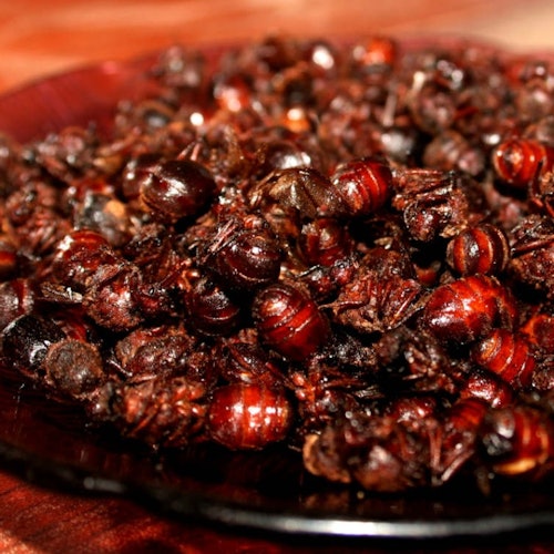 CHICATANAS（蚂蚁）