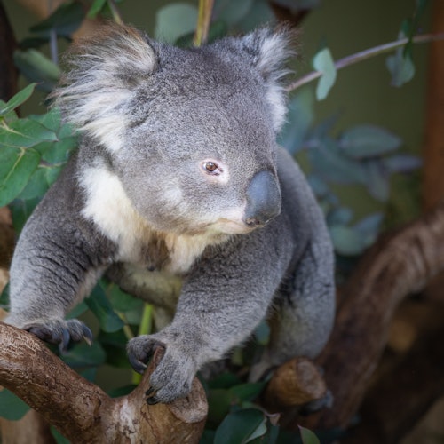 A koala perched on a tree with green leaves in the background.