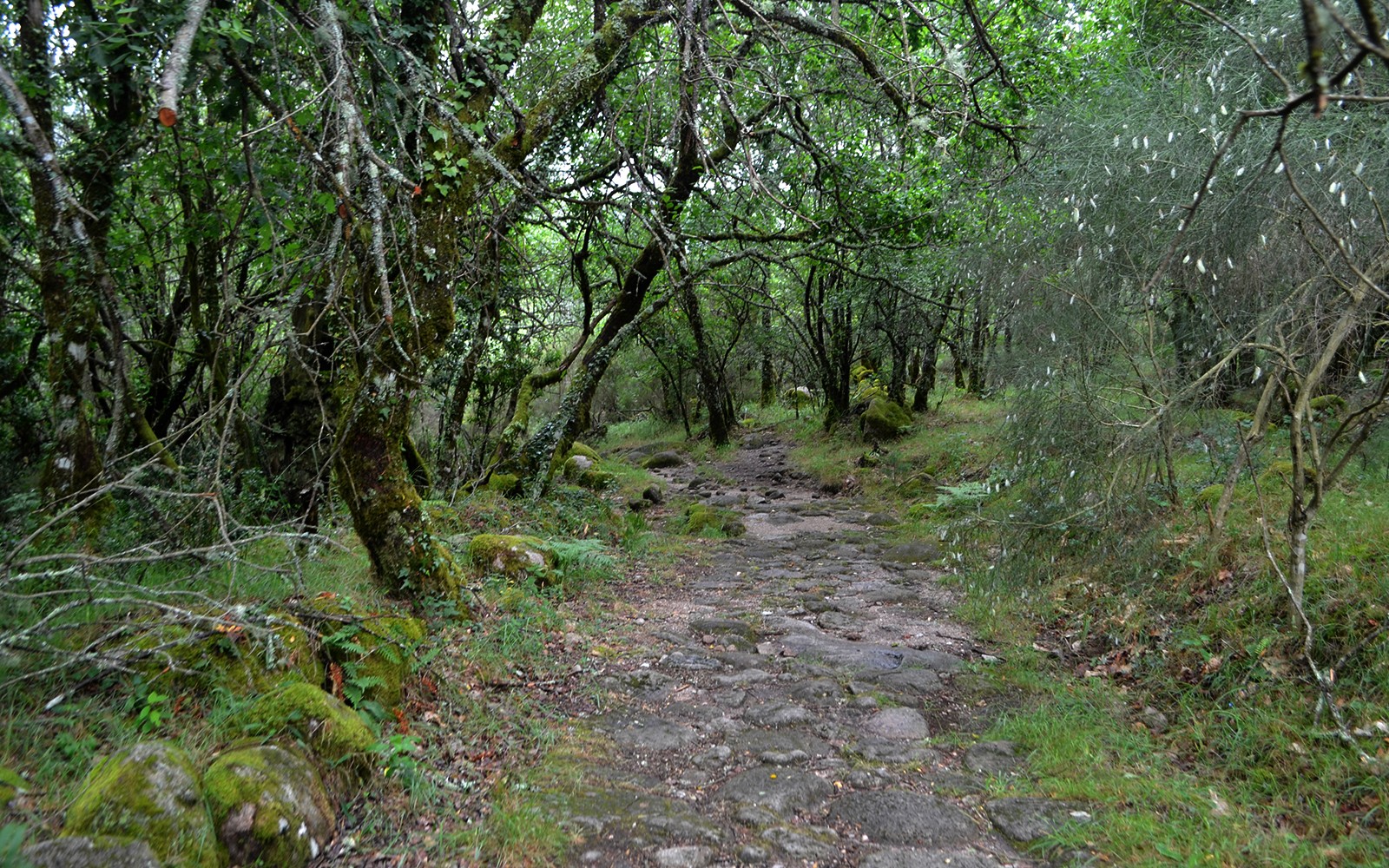 葡萄牙佩内达热雷斯国家公园中的森林小径，四周环绕着郁郁葱葱的绿意。