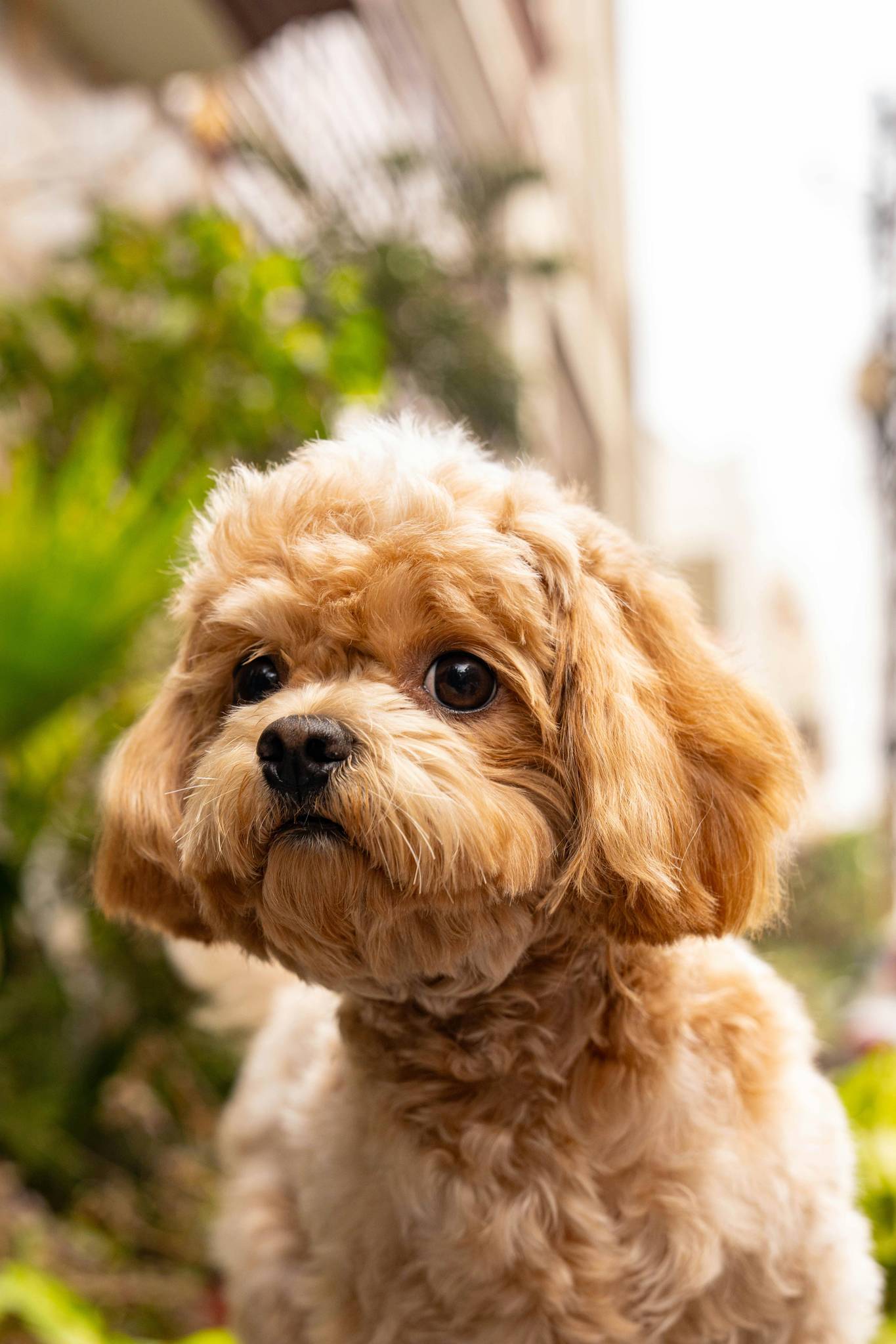 Cavapoo Breed History
