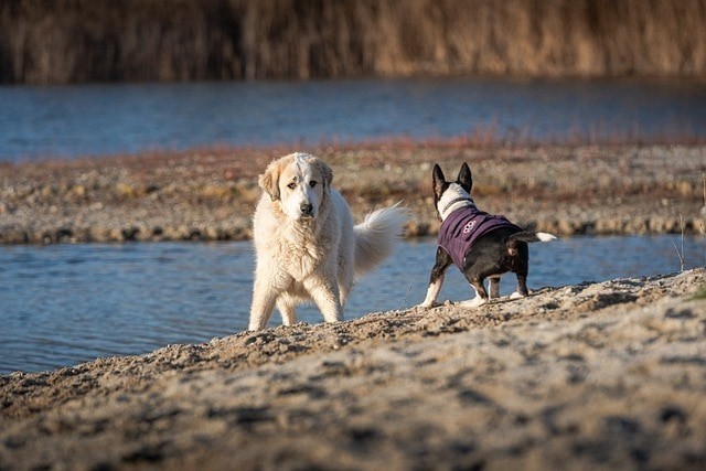 Het sociale leven van je hond verbeteren