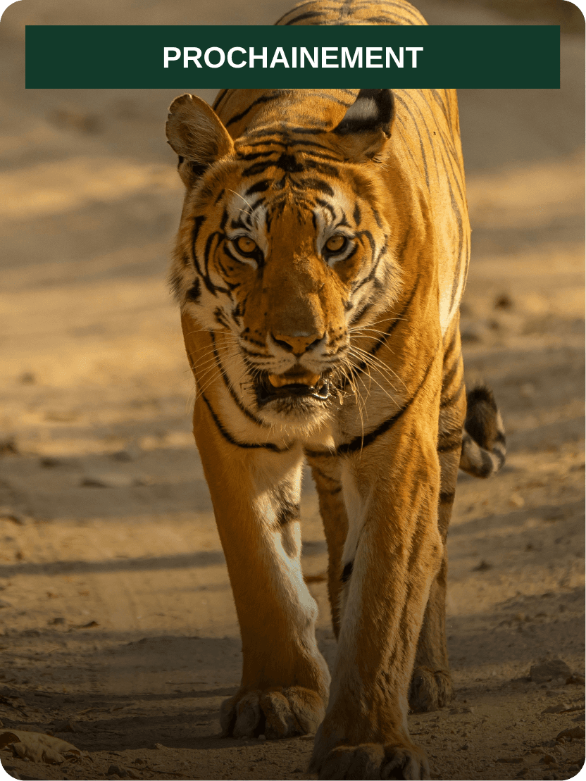 Safari des neiges