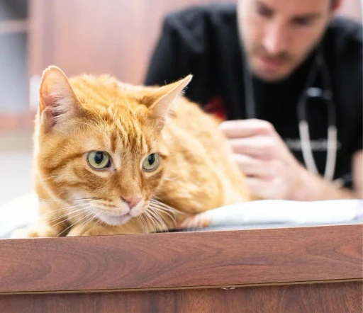 Veterinarian examining a cat