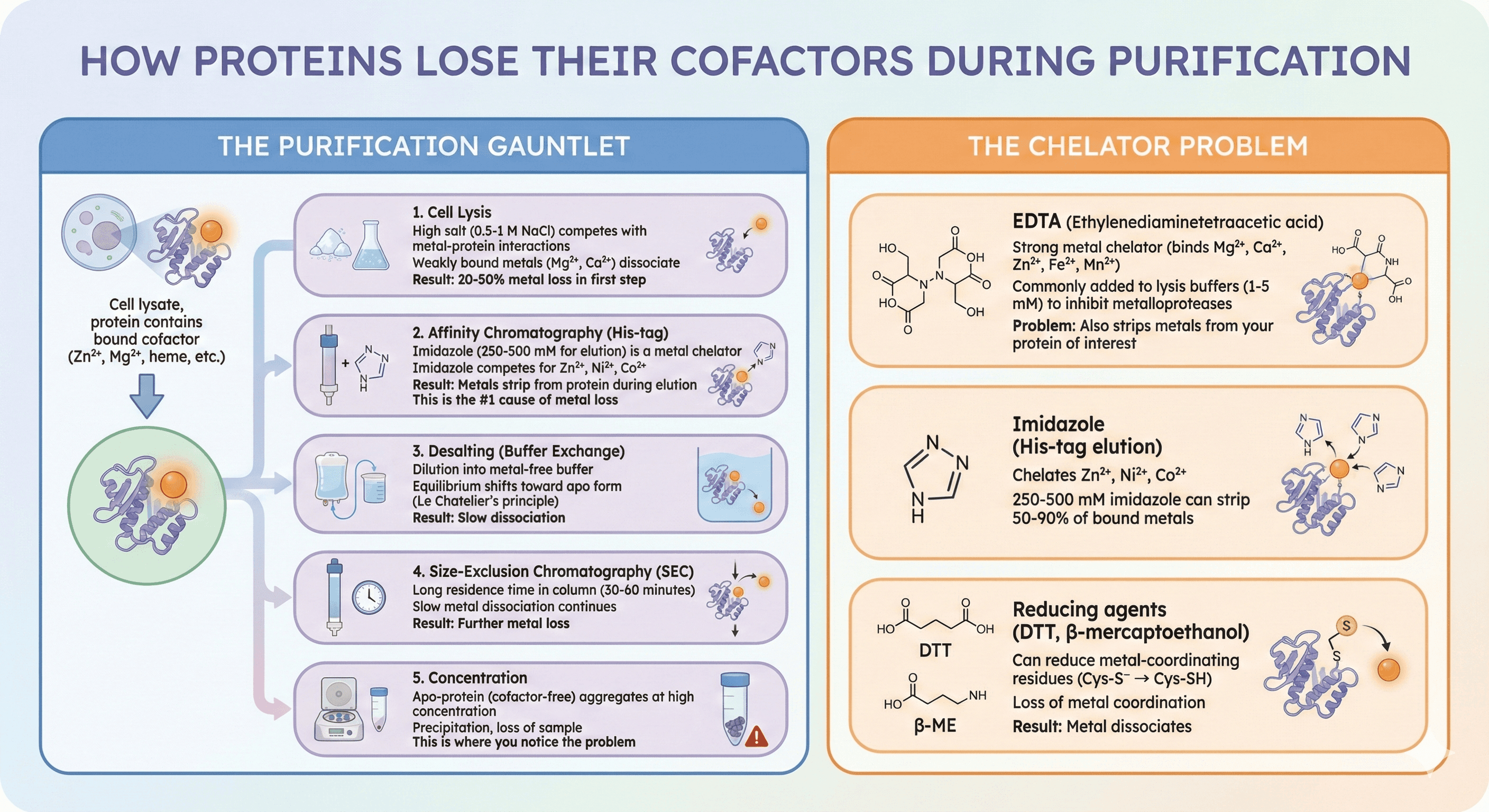 Diagram Showcasing Ways Proteins Lose Cofactors During Purification