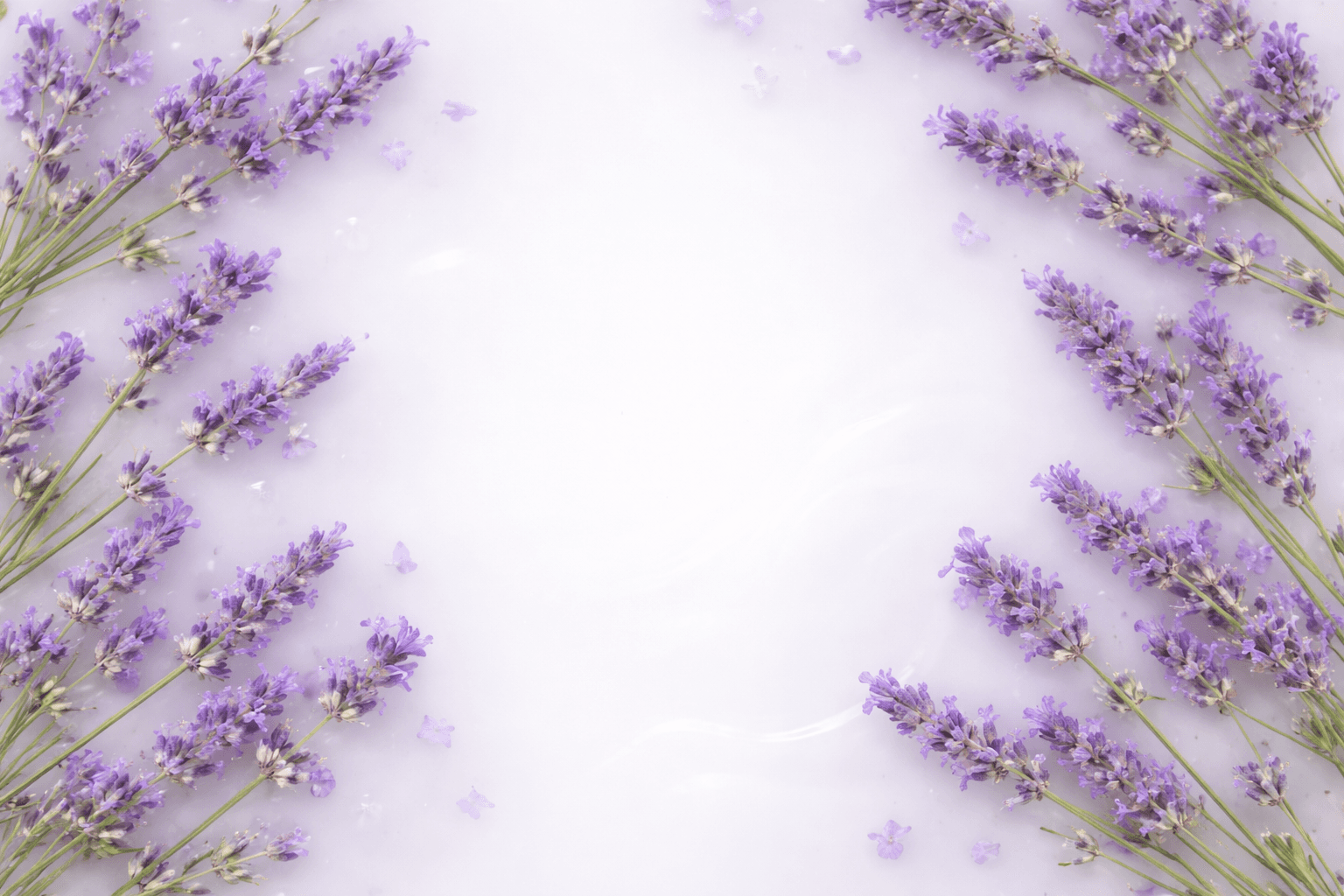 Photo - background white lavender