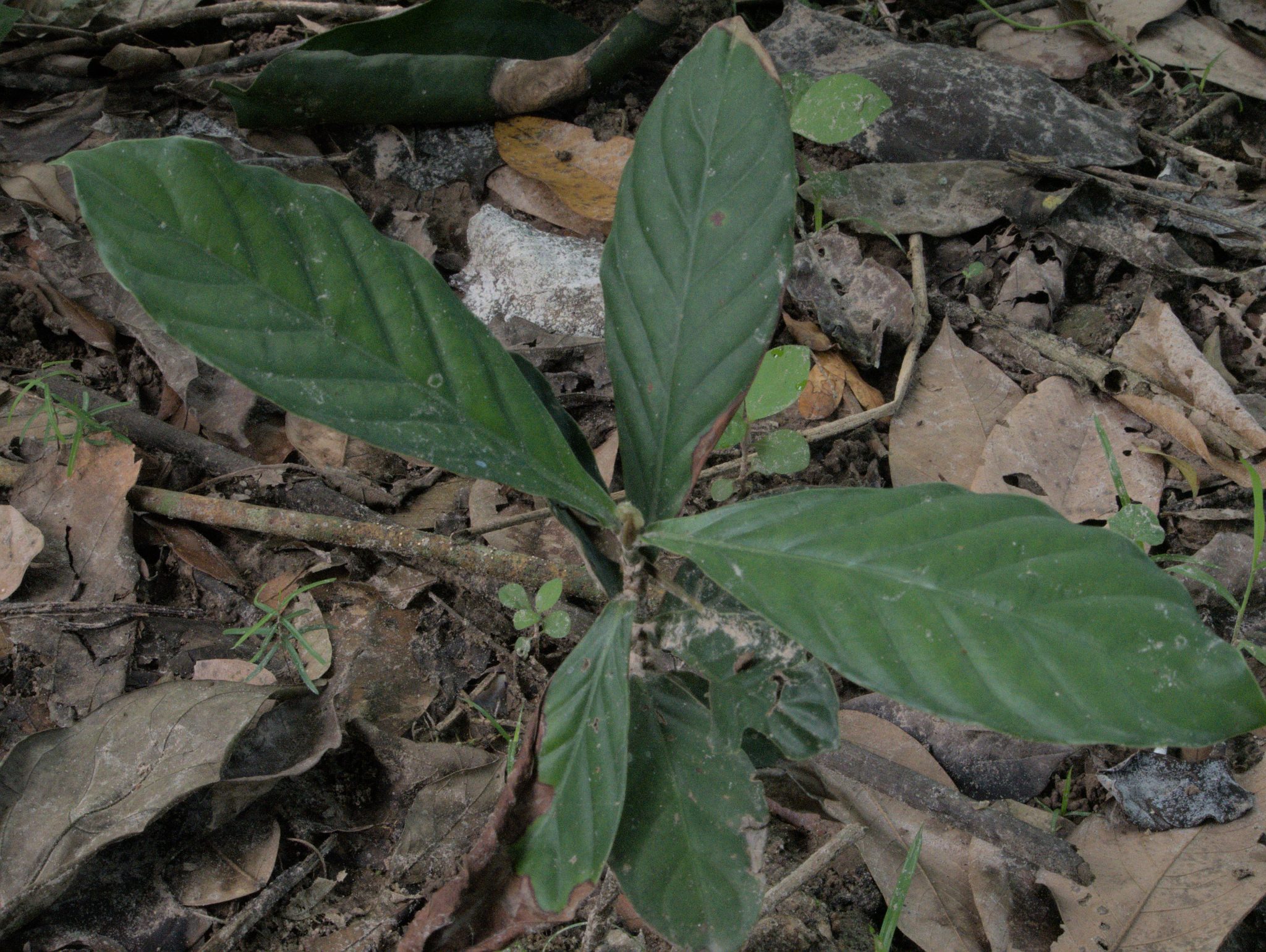 Tobacco Master Plant Dieta Nicotinia Rustica
