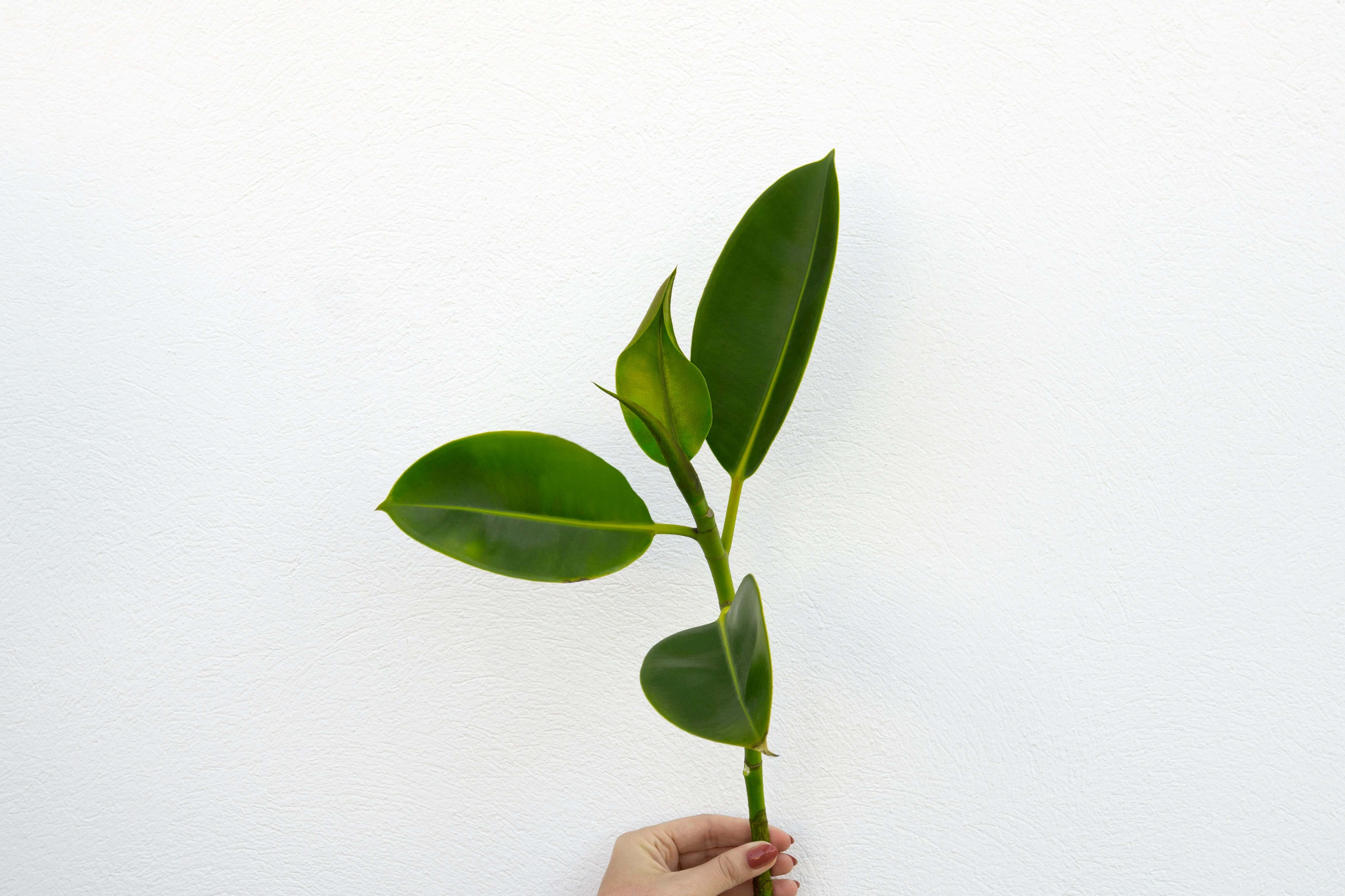 green-leafed plant in white pot (Background Removed)