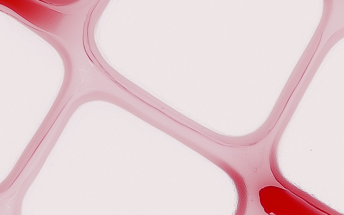 Close-up of a red liquid forming flowing, interconnected patterns on a white background, creating a smooth, organic, and abstract design.