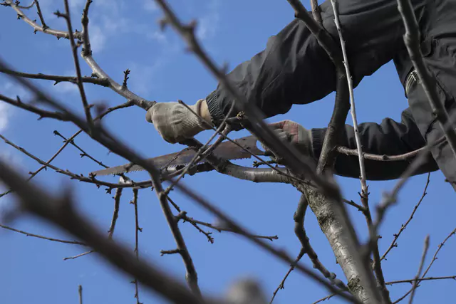 Boise tree trimming and tree pruning