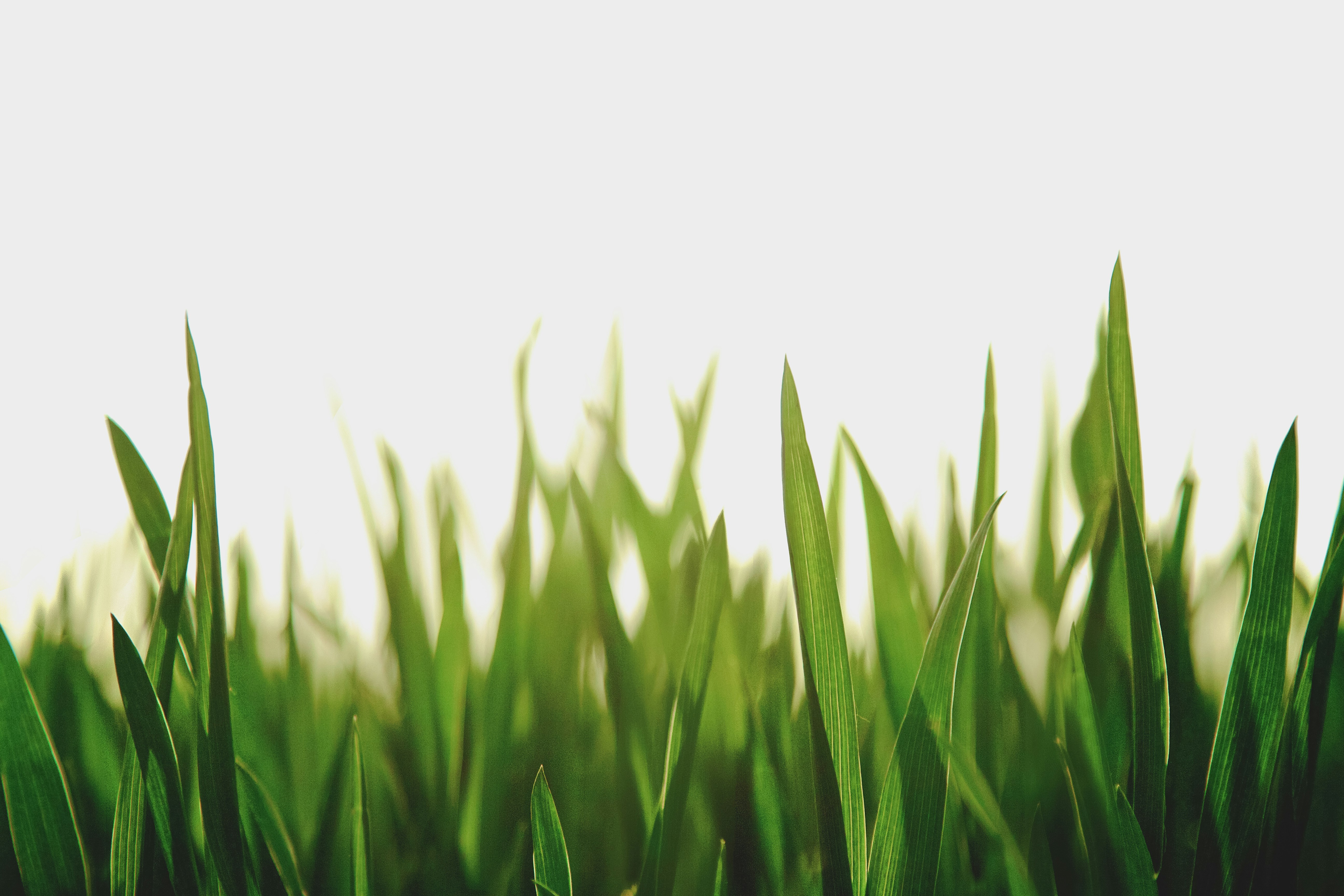 Palm Coast Lawn