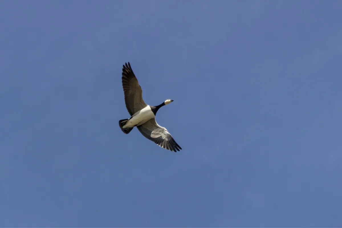 natura-2000-tierbeobachtung-gänse-traunxperience-lambach-wels-oberösterreich