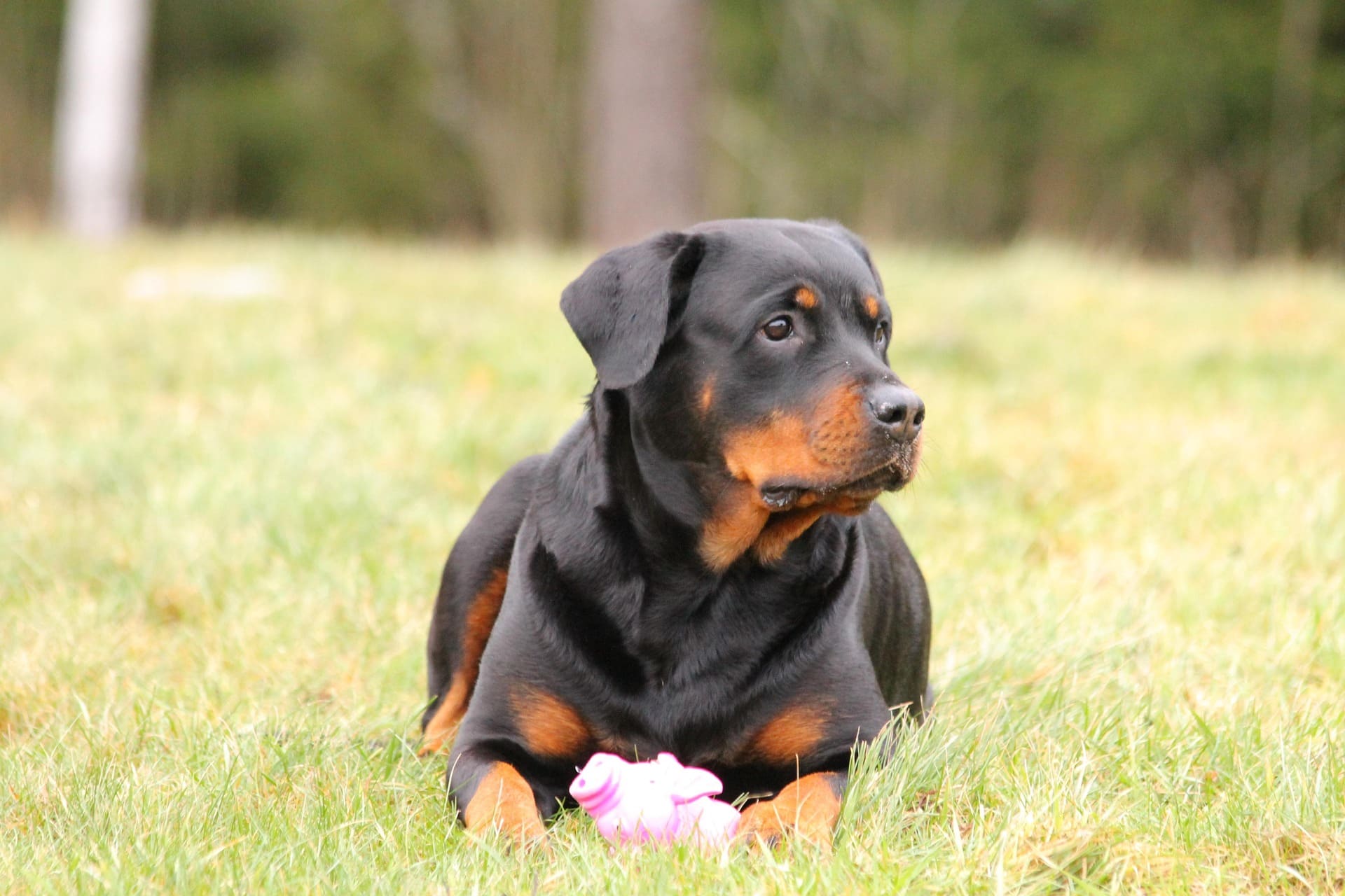 A Rottweiler is lying down on the grass and looking at something closely.