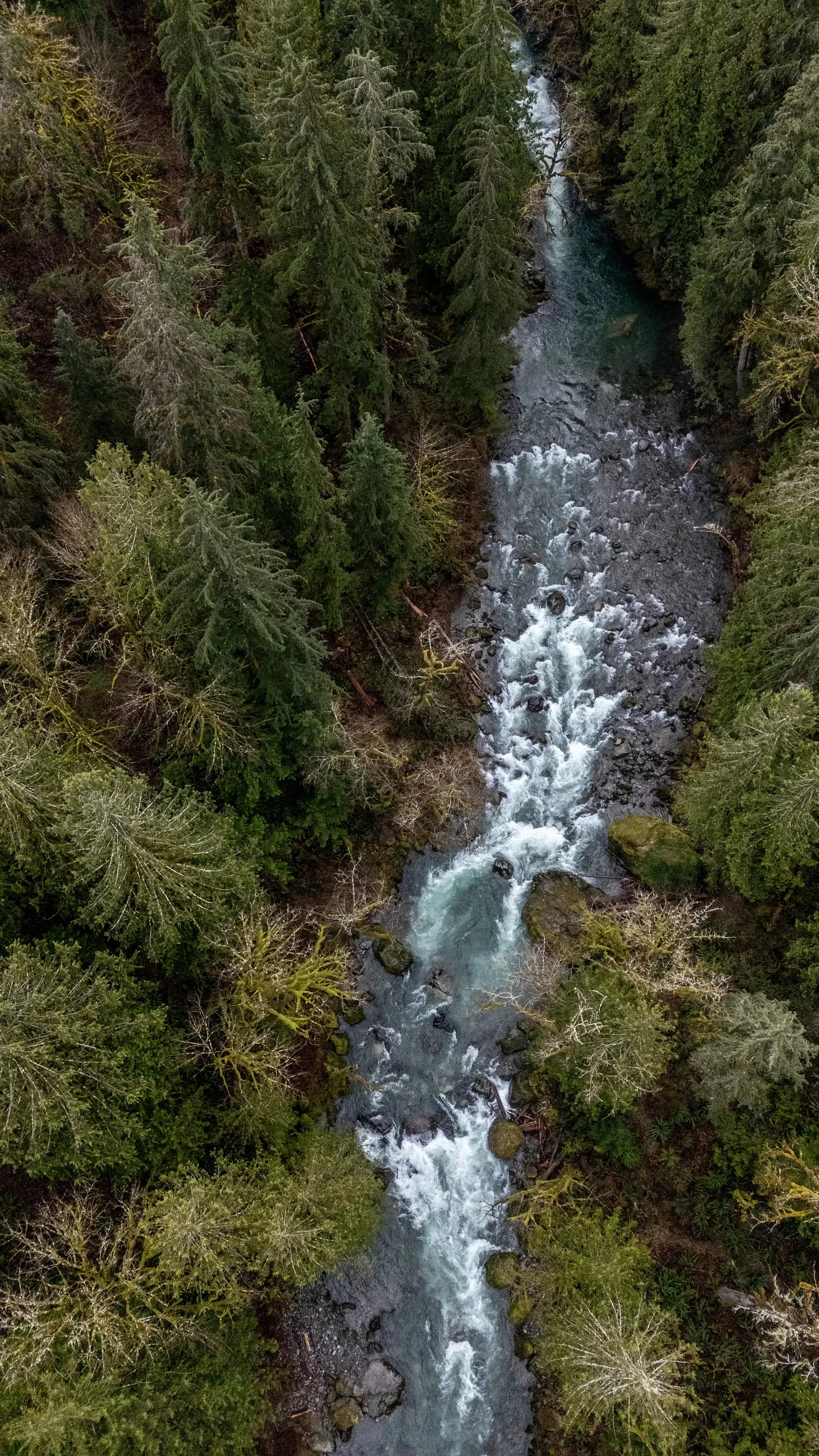 Aerial view of a winding river through the forest