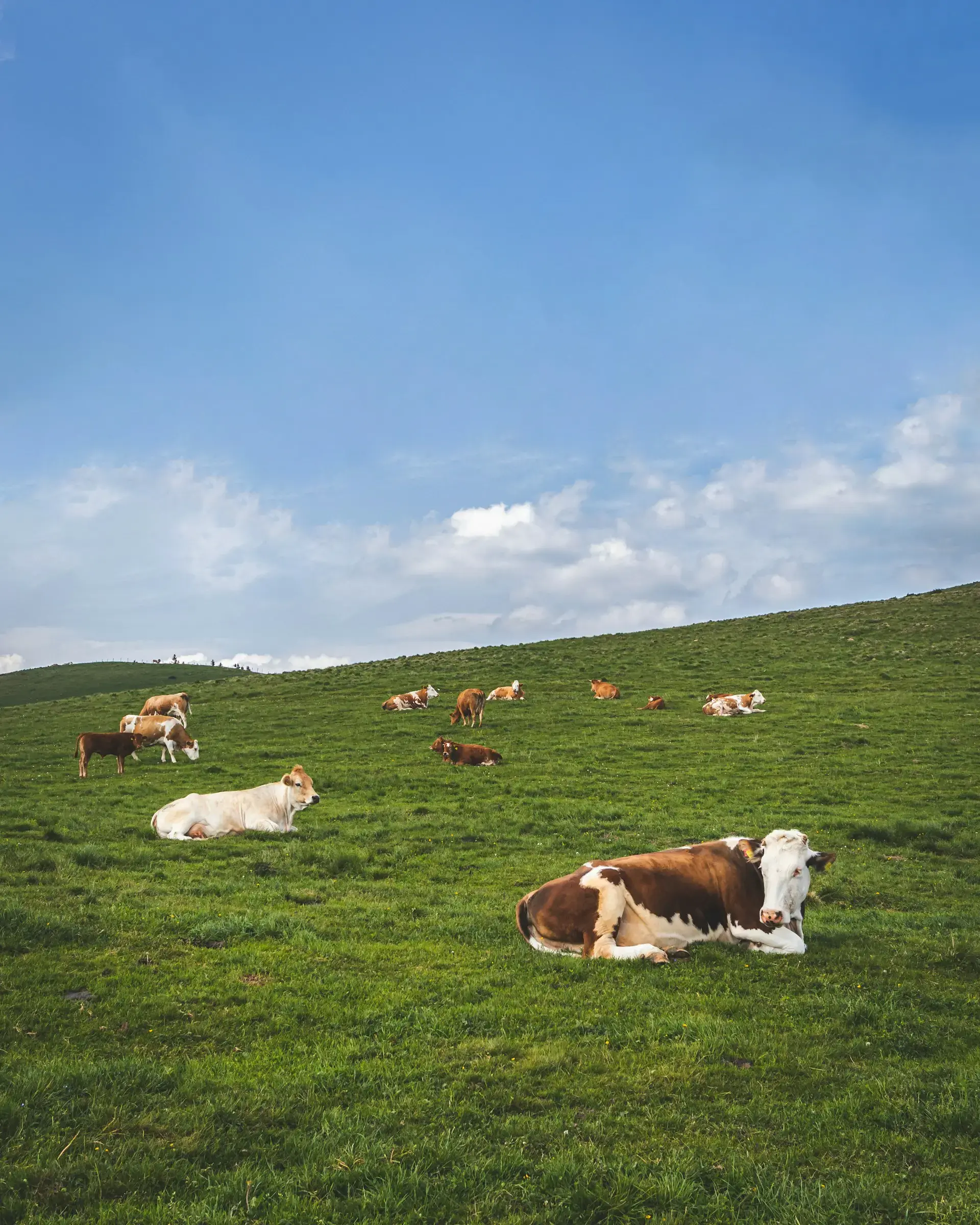 Background image showcasing expansive fields and grazing cattle, emphasizing KOFFI’s dedication to organic farming practices in Guthrie, KY.