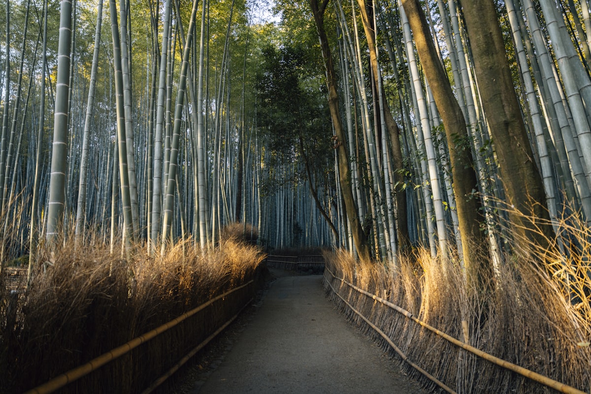 Sunlit path winding through towering bamboo stalks in the Arashiyama Bamboo Grove, Kyoto