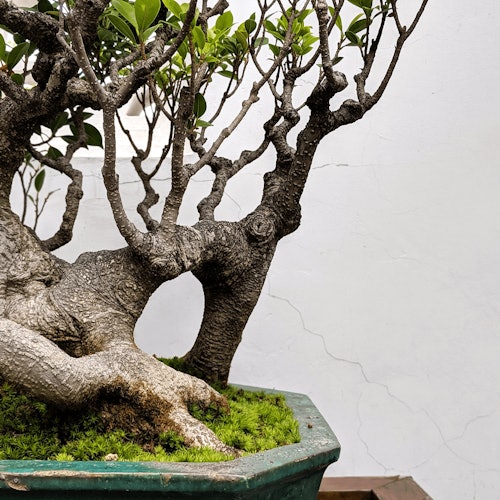 Un bonsai con rami spessi e contorti e foglie rade in un vaso verde con muschio, posizionato contro una parete bianca e liscia.