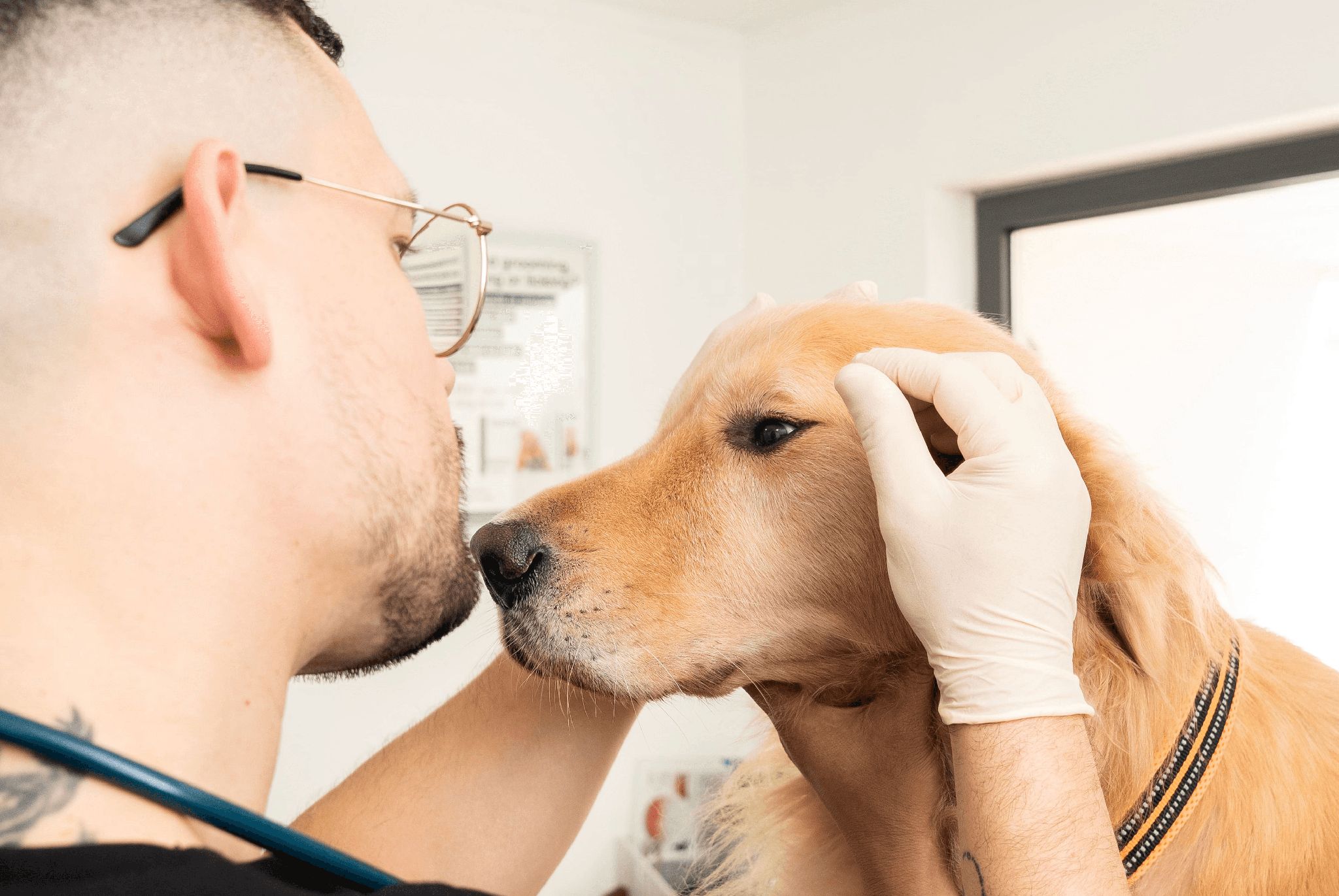 A veterinarian is checking a dog's eyes for any signs of problems. 