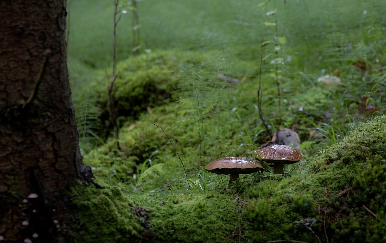 Svampar i en regnig skog