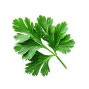 basil_3