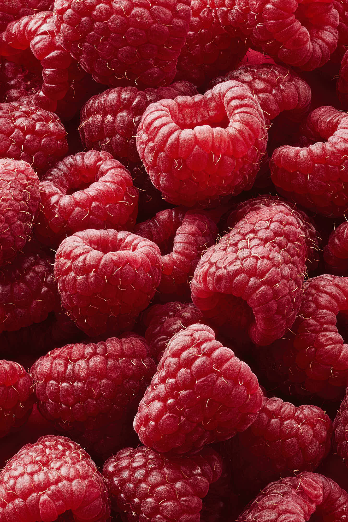 Fresh ripe raspberries background, vibrant red berries close-up.