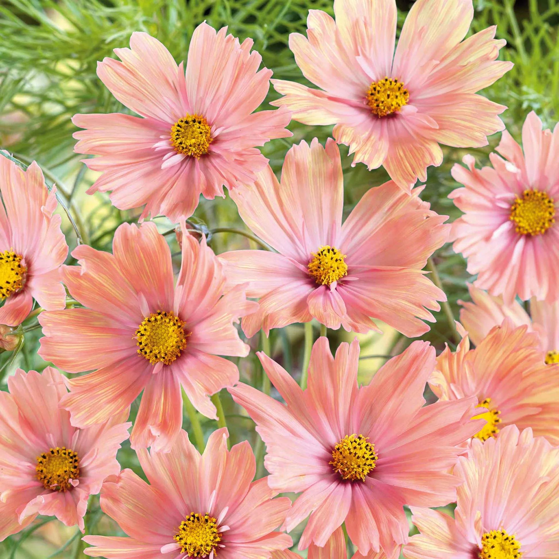 Cosmos 'Apricotta'