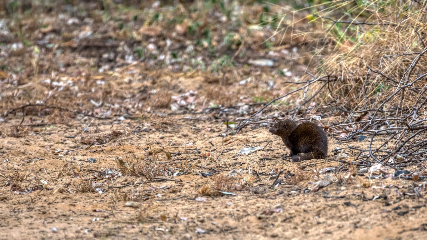 Termite Mound Kingdoms
