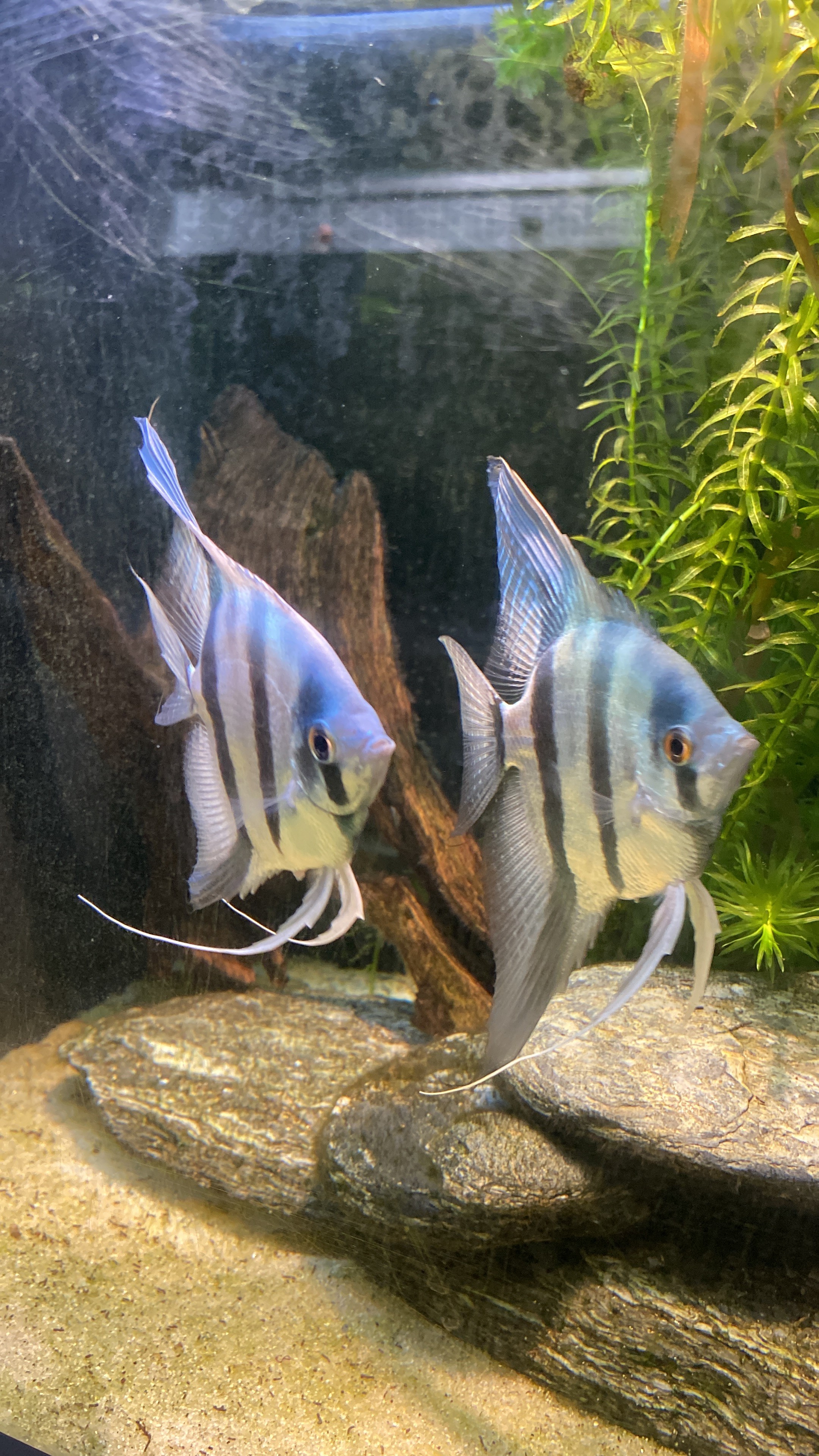a red and white crystal shrimp