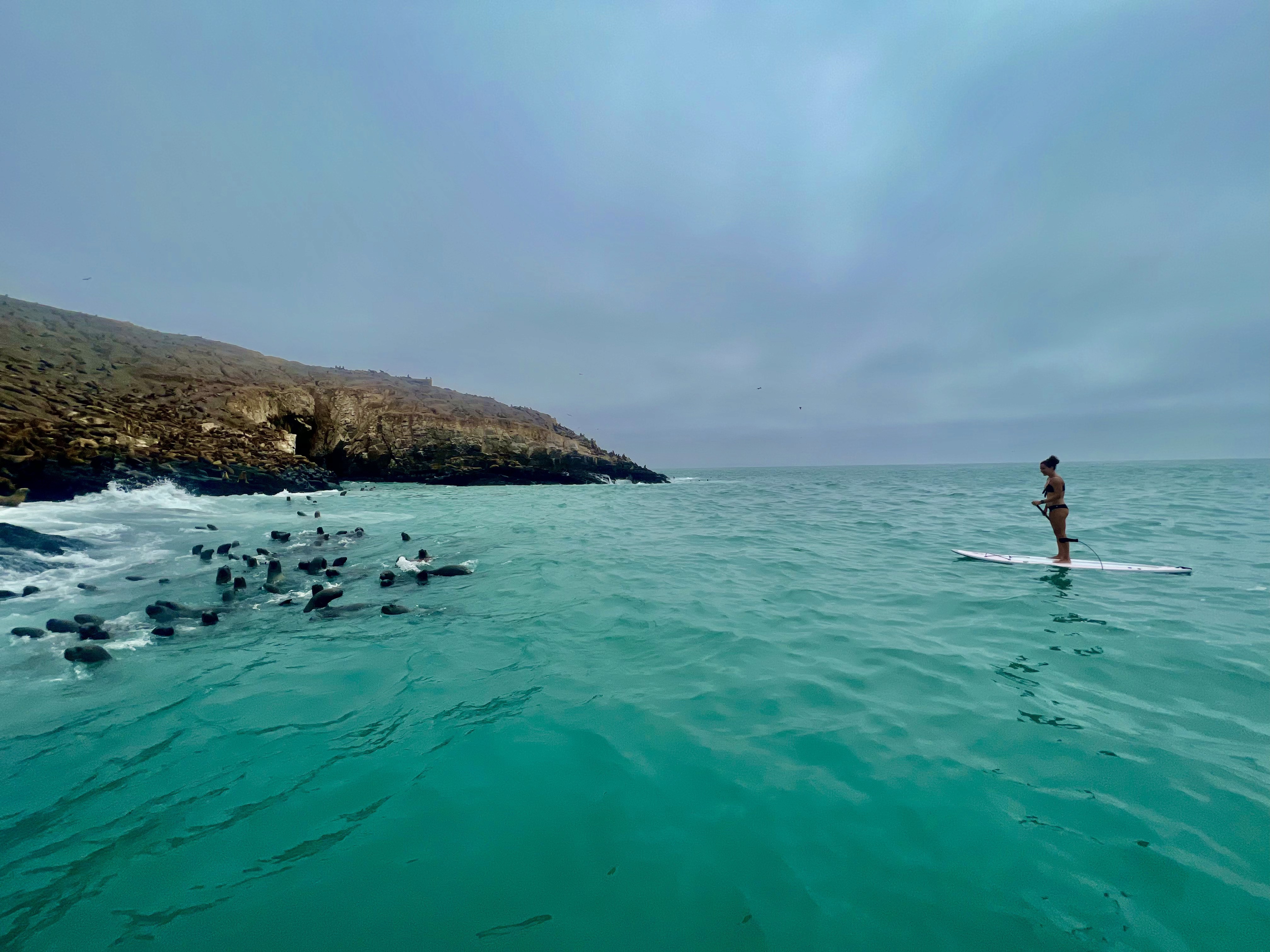 sea lion swimming underwater