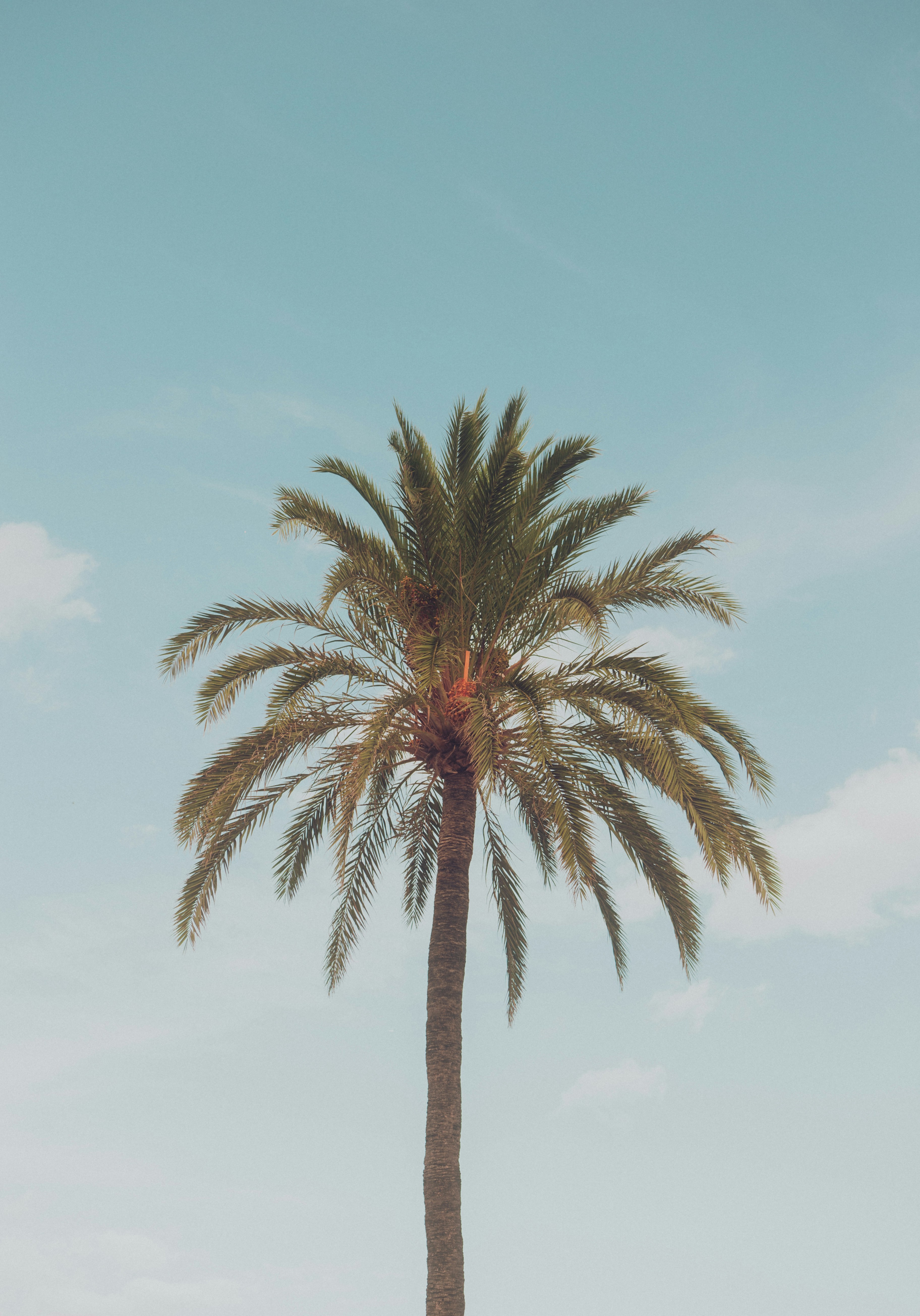 A palm tree with a blue sky in the background representing the affirming therapy practice of expansive therapy in los angles.