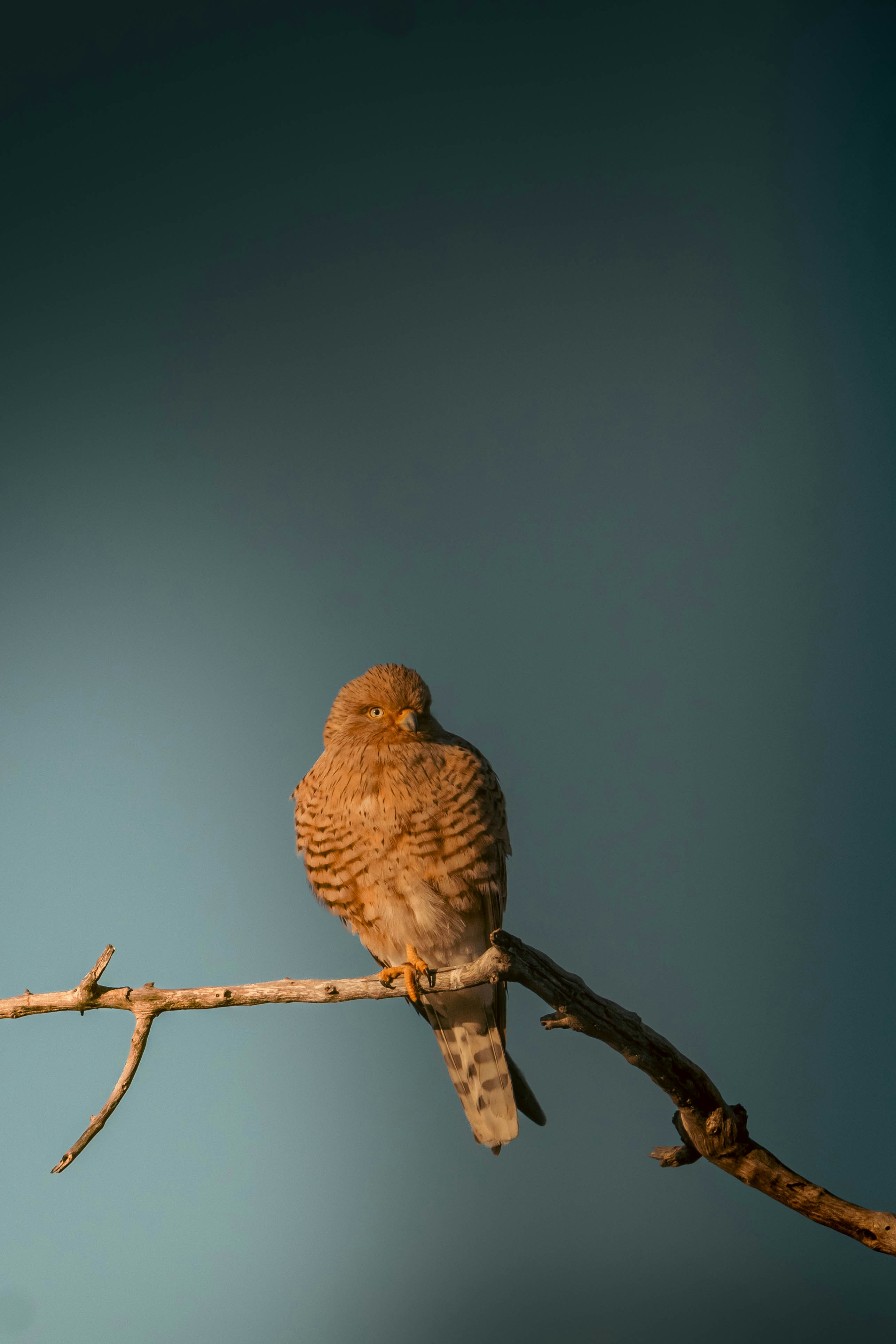 A small bird rests on a bare tree branch.