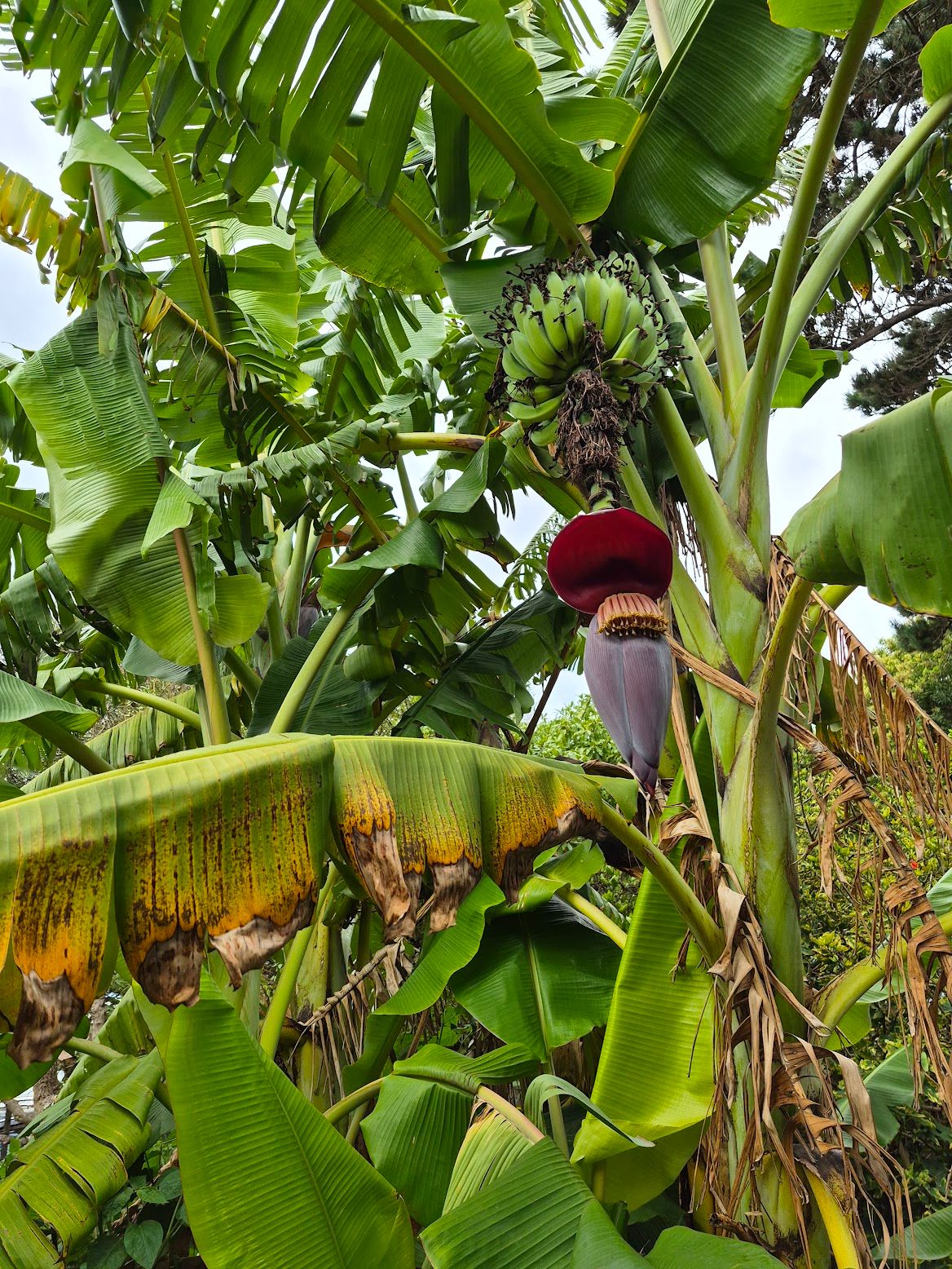 Food forest at Heart & Soil, Cape Town