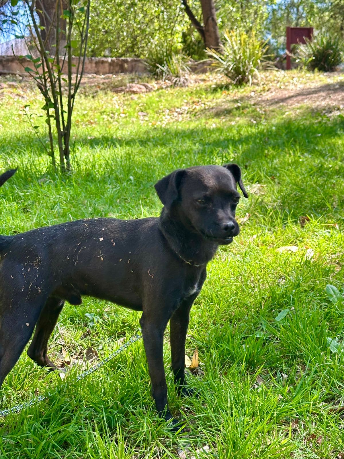 Dog photo