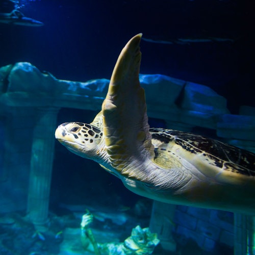 Mariza turtle in the Kingdom of Salacia
