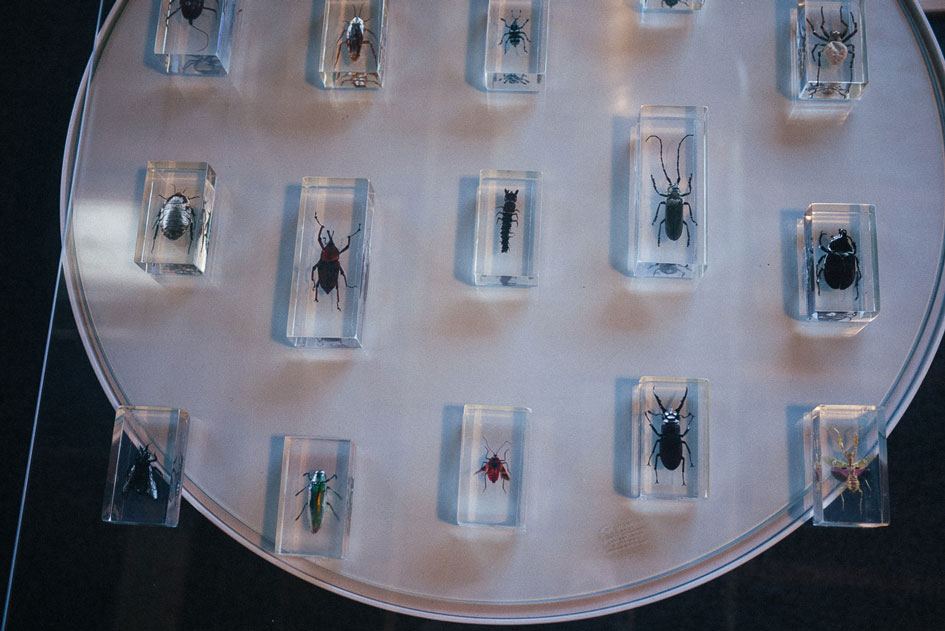 Analog Pinterest — your dream bug collection from childhood.