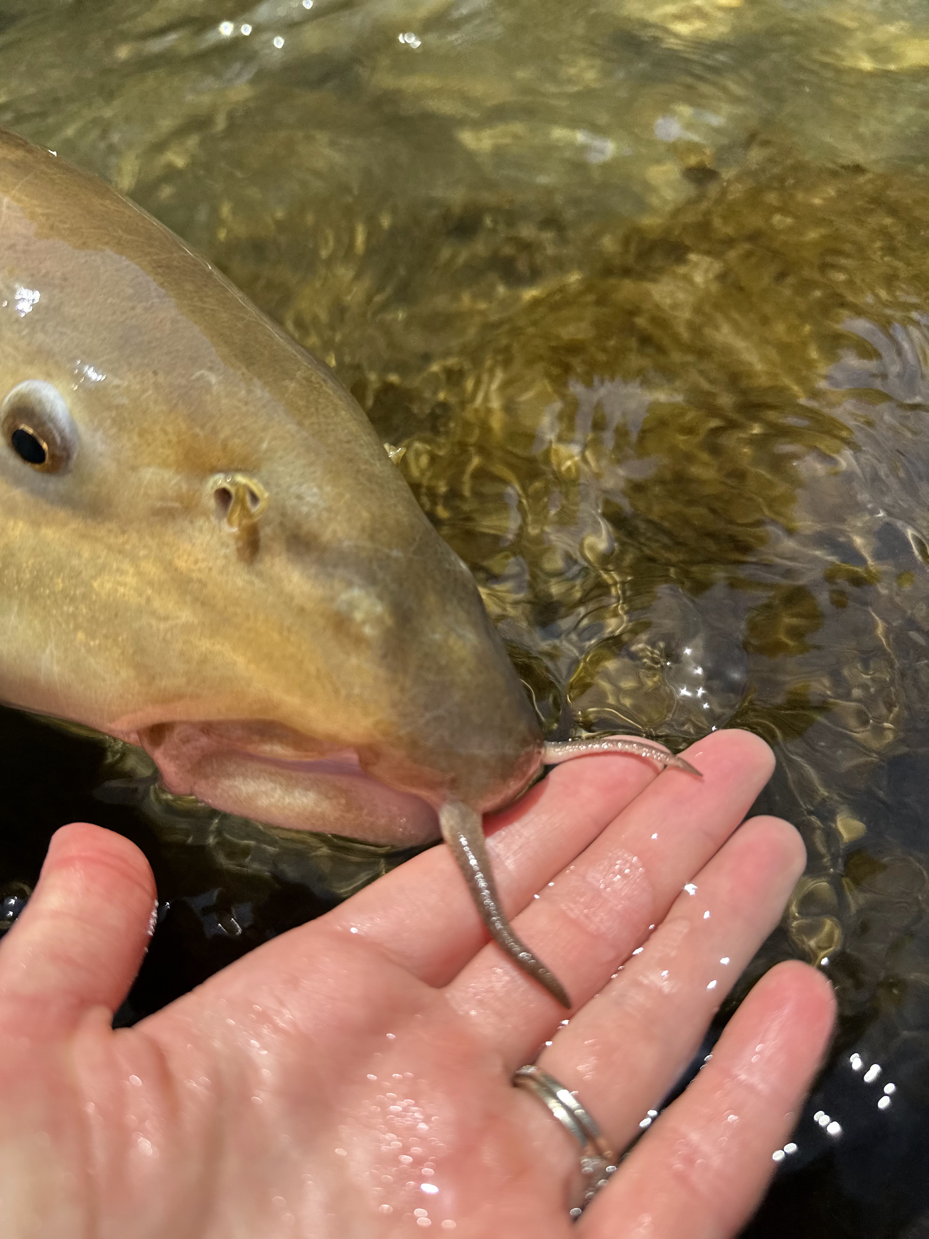 Ariège fly fishing: an angler with a large trout in a picturesque Pyrenean setting.