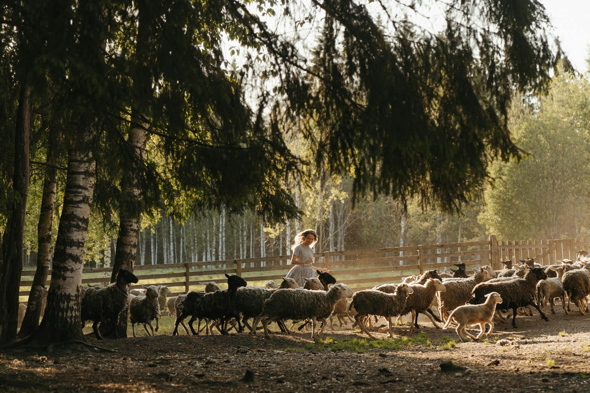 A woman in a light-colored dress walks alongside a large flock of sheep in a sun-drenched pasture framed by tall trees and a wooden fence.
