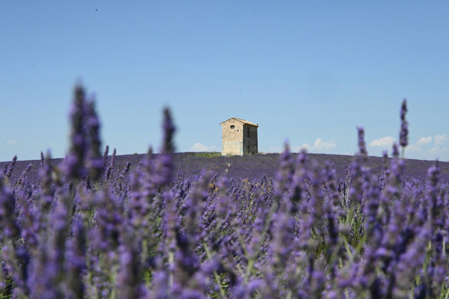 A stone house in the middle of a lavender field