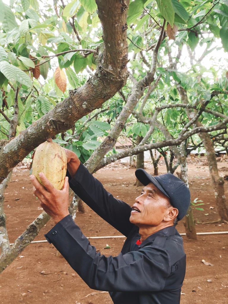 A person in a black cap is carefully reaching to harvest fruit from a tree in a lush, green orchard.