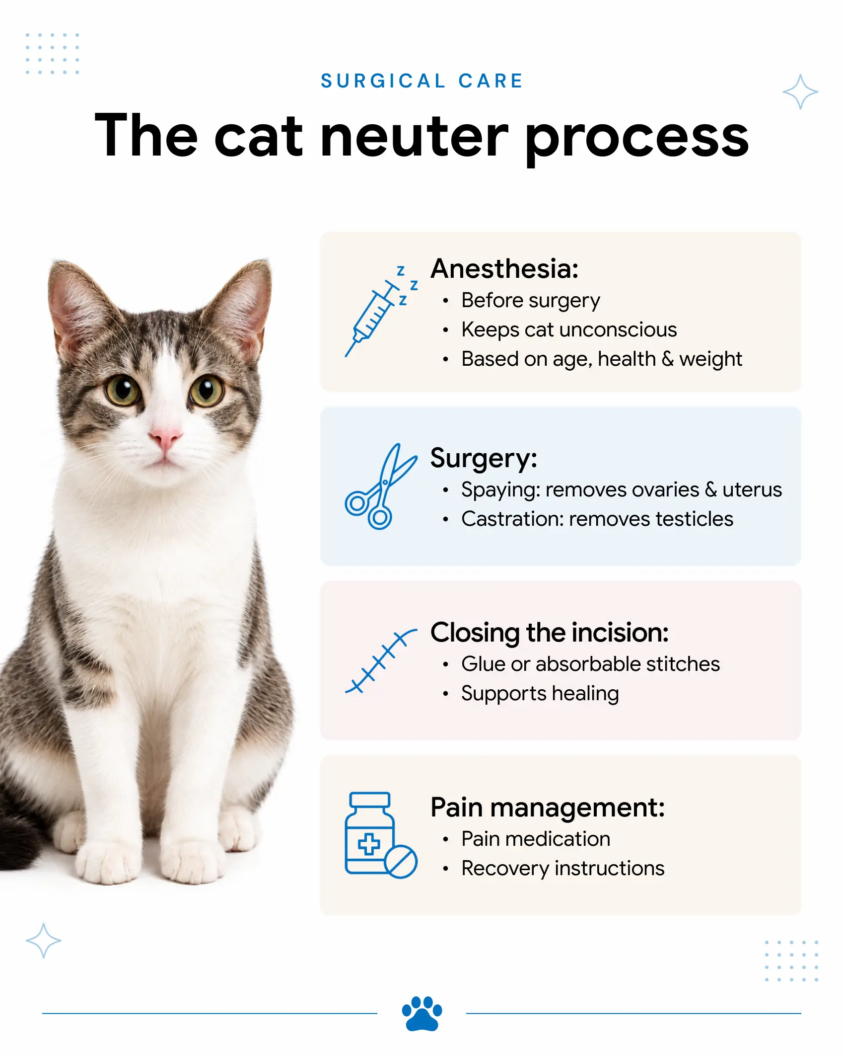 An infographic showing the process of spaying a cat.