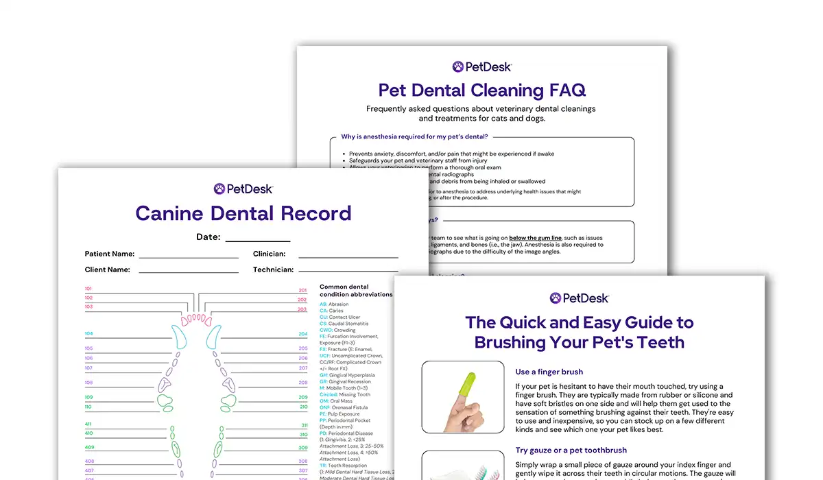 Vet-Specific Dental Health Month Resources|A sneak peak of PetDesk's Vet-Specific Dental Month Resources